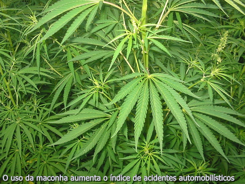 ​Uso da maconha pode aumentar acidentes